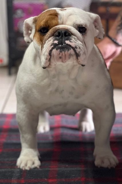 CH. black-treasure dogs Honey from tokyo