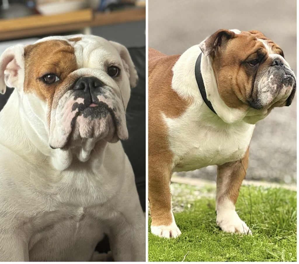 Prochaine portée et futurs mariages