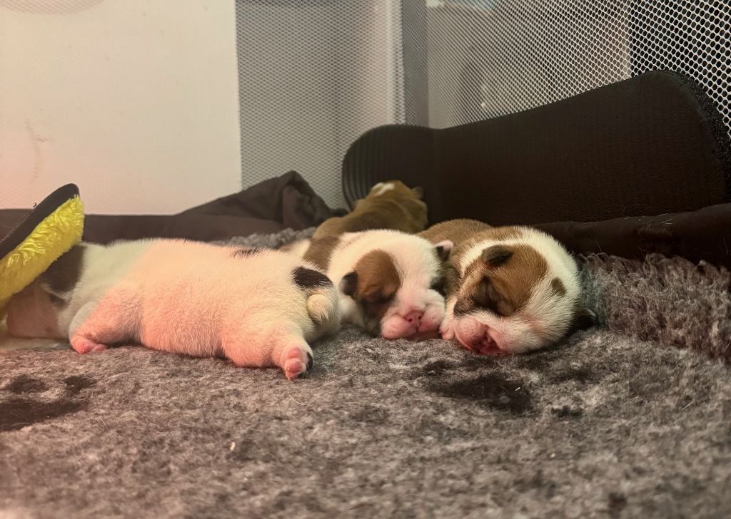 Chiot Bulldog Anglais Sons Of Ufo