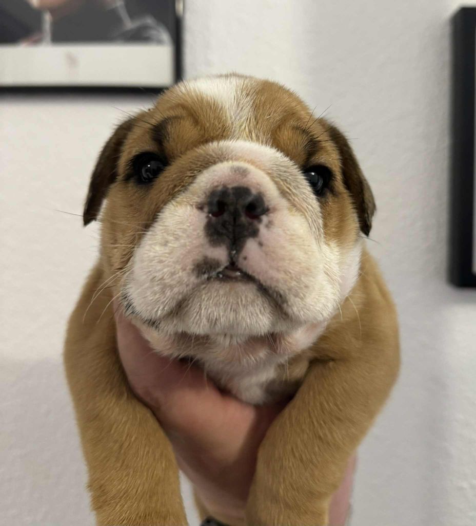 Sons Of Ufo - Chiots disponibles - Bulldog Anglais