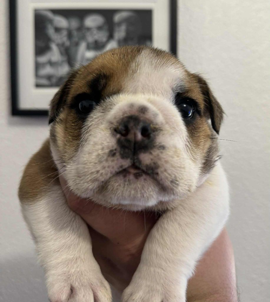 Sons Of Ufo - Chiots disponibles - Bulldog Anglais